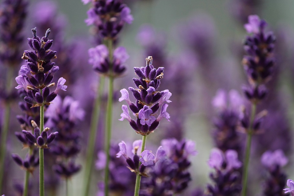 lavender-3479492_960_720