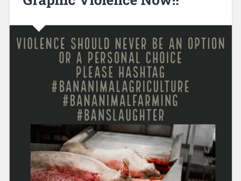 Animal Rebellion Advises PM Rishi&nbsp;Sunak