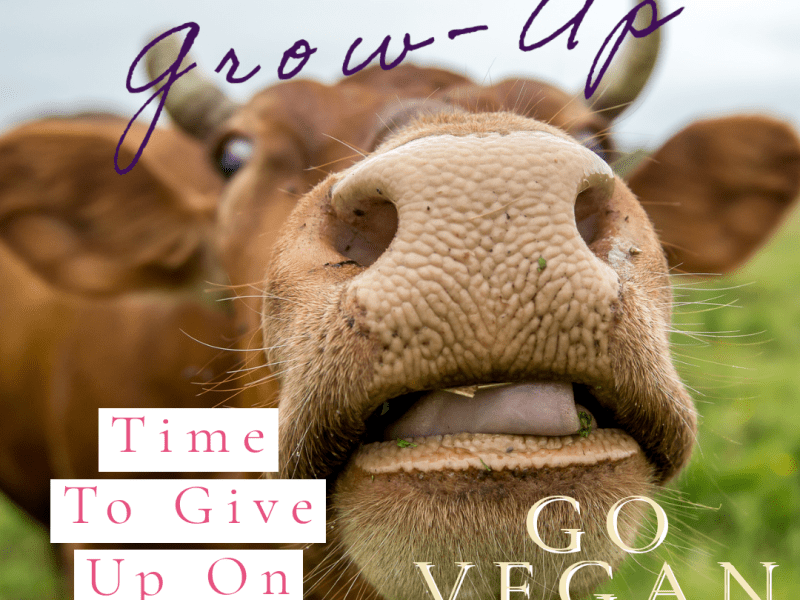 11 REASONS TO REJECT DAIRY&nbsp;ALTOGETHER